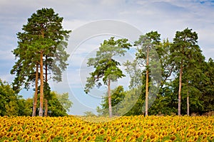 Bright yellow fields with sunflowers and blue sky