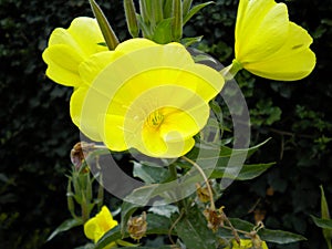 Bright yellow flower of common Evening Primrose Oenothera in a garden