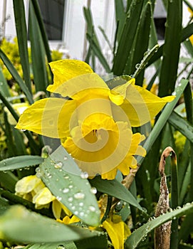 Bright yellow flower after early morning rain