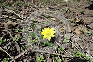 1 yellow flower of ficaria verna in March photo