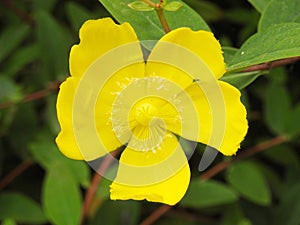 Bright yellow flower in the garden