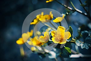 An yellow flower with green leaves grows in the dark swamp near the water, illuminated by sunlight. Summer