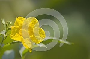 Bright yellow flower on green smooth background