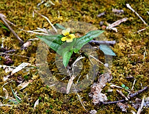 Bright yellow flower of a halbred-leaved violet emerging in a spring forest.