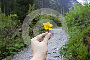 A bright yellow flower in the hands on the background of a road in the mountains