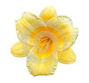 Bright Yellow Flower