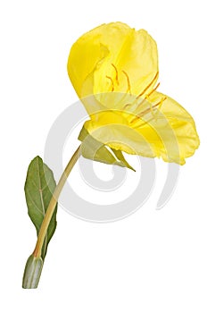 Bright yellow flower and leaf of the Missouri evening primrose i