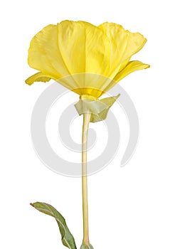 Bright yellow flower and leaf of the Missouri evening primrose i