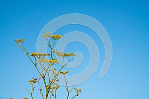 Bright yellow flower lit by morning sun, wild fennel on beach