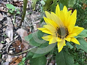 Bright Yellow Flower with Long Petals