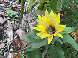 Bright Yellow Flower with Long Petals