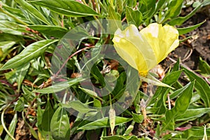 Bright yellow flower of Oenothera macrocarpa
