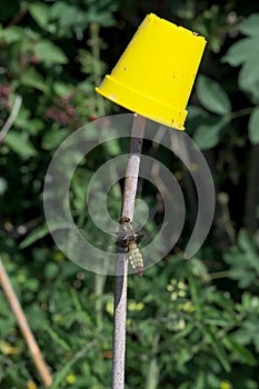 Bright yellow flower pot outshines female broad bodied chaser dragonfly on bamboo