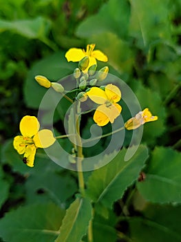 The Bright Yellow Flower of Rapeseed Plant blooming in garden