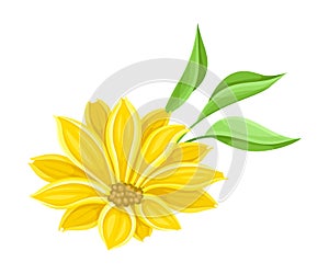 Bright Yellow Flower with Showy Petals and Stamen Closeup Vector Illustration