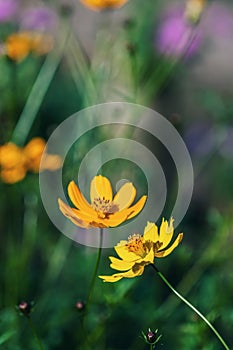 Bright yellow flower of Spearmint coreopsis Coreopsis lanceolata