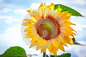 Bright yellow flower of a sunflower against the blue sky. Sunflowers sun flowers