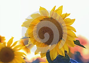 The bright yellow flower of a sunflower growing in field at suns