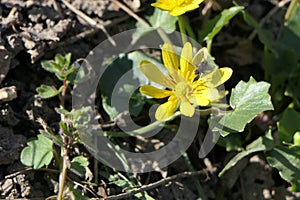 A bright, yellow flower with ten petals and a funny fly on it.