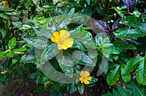 Bright yellow flower turnera diffusa after rain in a garden