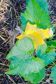 The bright yellow flower of zucchini plant blooms.