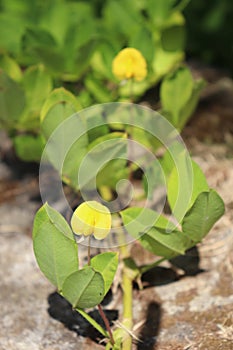 A bright yellow flowering ground cover plants.