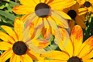 Bright Yellow Flowers