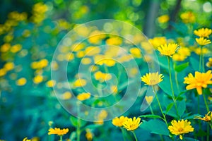 Bright yellow flowers on abstract green blue blurred background. Beautiful nature concept