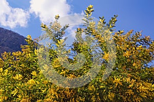 Bright yellow flowers of Acacia dealbata mimosa tree