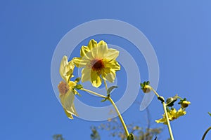Bright yellow flowers on the background of blue sky. Annual dahlia in summer garden