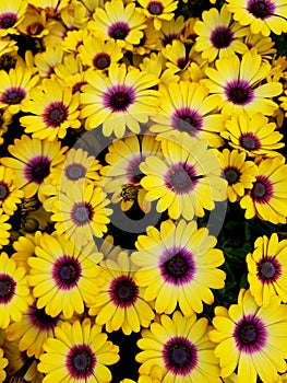 Bright yellow flowers of Blue Eyed Beauty African Daisy