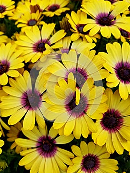 Bright yellow flowers of Blue Eyed Beauty African Daisy
