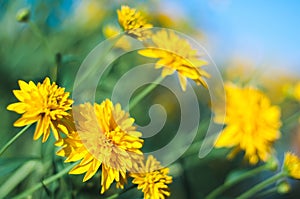 Bright yellow flowers on a blue sky backgroun,