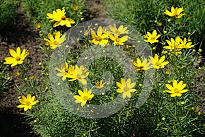 Bright yellow flowers and buds of Coreopsis verticillata