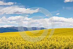 The bright yellow flowers of a canola field in New Zealand