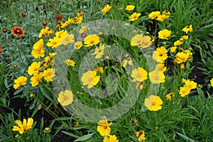 Bright yellow flowers of Coreopsis lanceolata