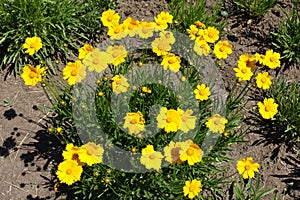 Bright yellow flowers of Coreopsis lanceolata in May