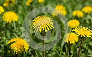 Bright yellow flowers of dandelions in green grass of meadow. Beautiful spring background with a clear foreground and a fine bokeh