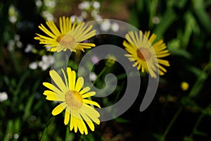 Bright yellow flowers of Doronicum orientale, or leopard`s bane. photo