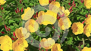 Bright yellow flowers of evening primrose in the warm rays of the sun.