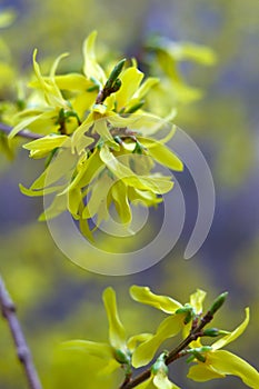 bright yellow flowers, forsythia blooms against soft blurred yellow blue background. concepts: spring awakening, spring