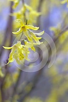 bright yellow flowers, forsythia blooms against soft blurred yellow blue background. concepts: spring awakening, spring