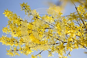 Bright, yellow flowers of Forsythia in spring