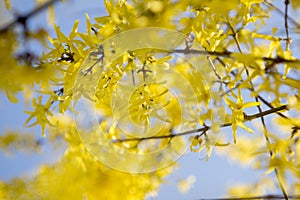 Bright, yellow flowers of Forsythia in spring