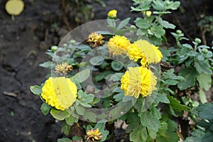 Bright yellow flowers of four Chrysanthemums