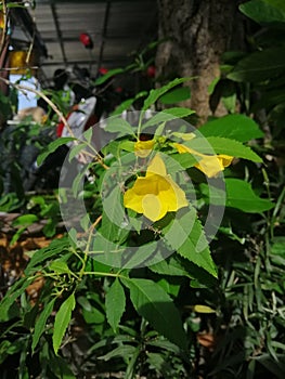 Bright yellow flowers give life freedom