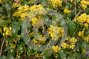 Bright yellow flowers of holonium Magonia with dark green leaves. Mahonia Aquifolium is elegant shrub in garden