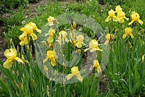 Bright yellow flowers of Iris germanica in May