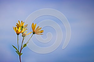 Bright yellow flowers of Jerusalem artichoke on a background of blue sky.