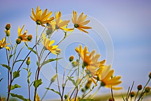 Bright yellow flowers of Jerusalem artichoke on a background of blue sky.